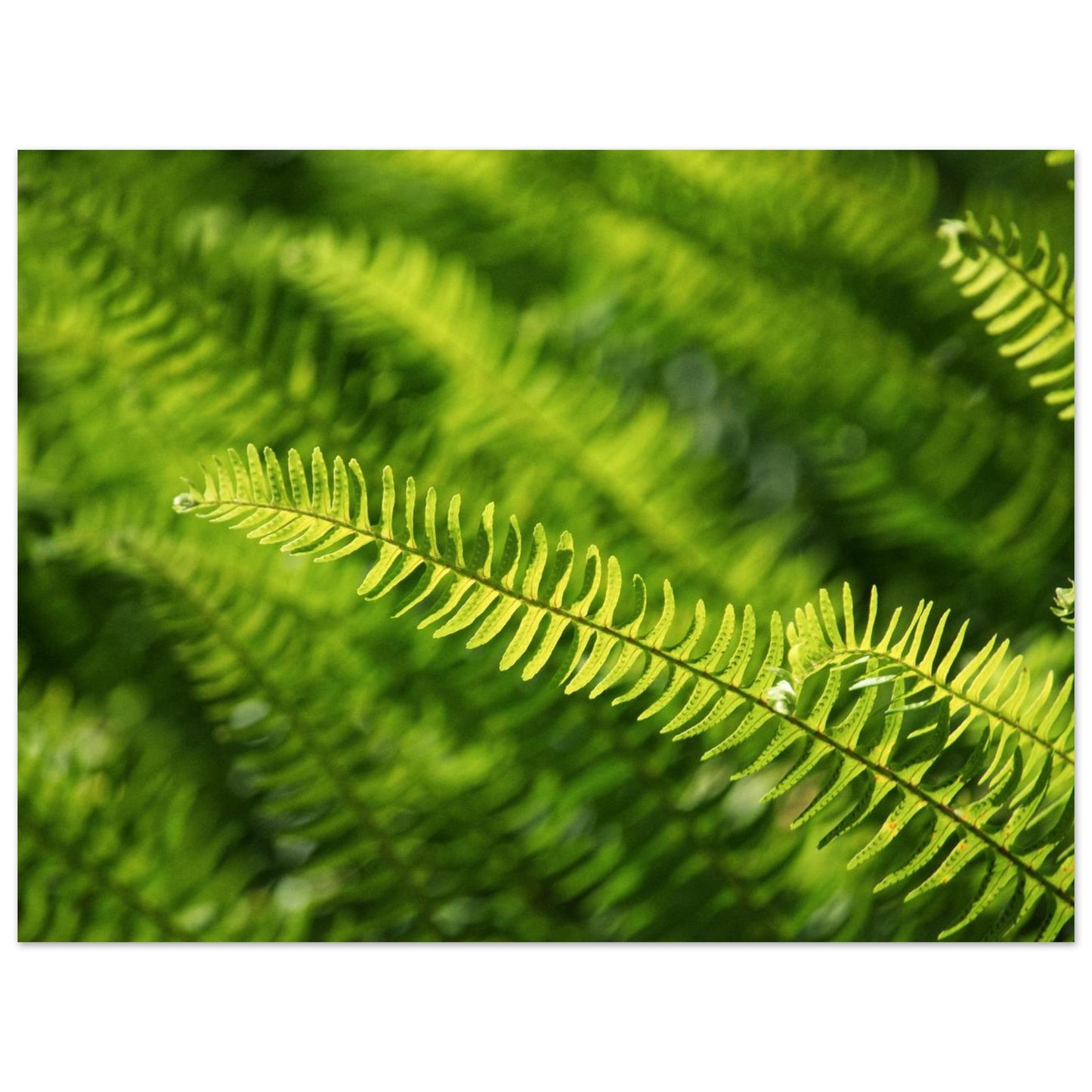 e8477211-6b4d-43b2-ae25-ae2ea579dbff